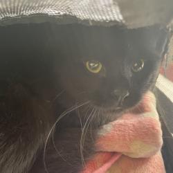 Shelter Stray Unknown Cat last seen , 361 S Raymond Ave, Pasadena, CA 91105, USA