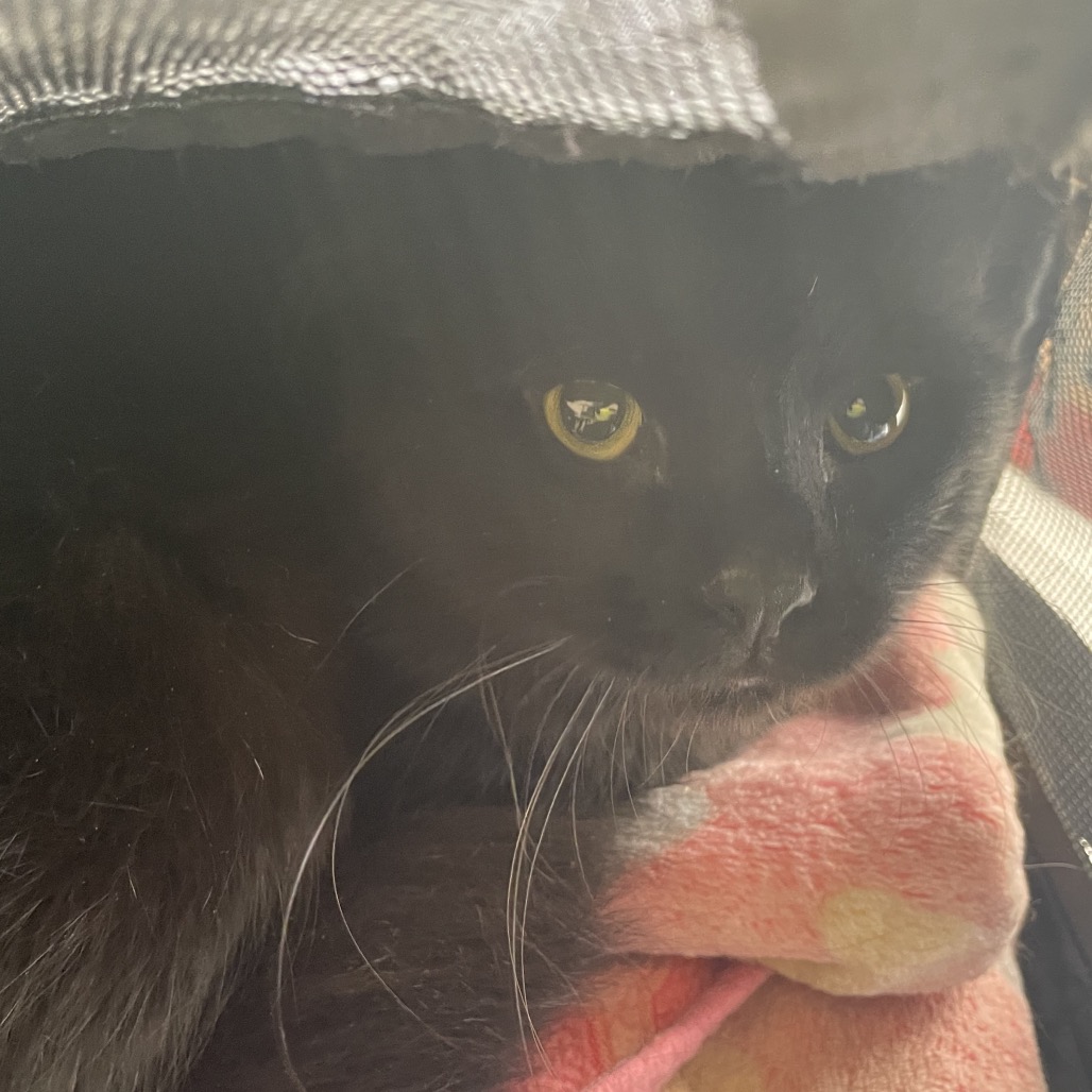 Shelter Stray Unknown Cat last seen , 361 S Raymond Ave, Pasadena, CA 91105, USA
