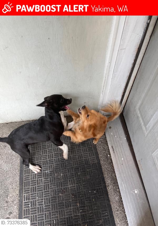 Lost Female Dog last seen Los amigos, Yakima, WA 98902