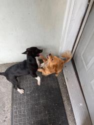 Lost Female Dog last seen Los amigos, Yakima, WA 98902