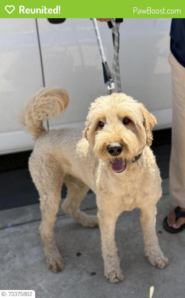 Reunited Male Dog last seen W 149th Street and Mansel Ave, Lawndale, CA 90260