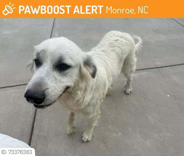 Found/Stray Female Dog last seen Goldmine and Rocky River rd Monroe nc, Monroe, NC 28110