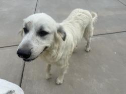 Found/Stray Female Dog last seen Goldmine and Rocky River rd Monroe nc, Monroe, NC 28110
