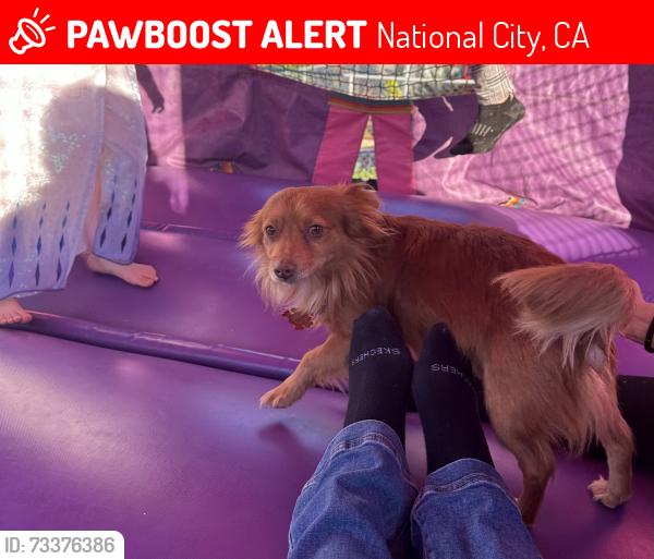 Lost Male Dog last seen E 16th street, National City, CA 91950