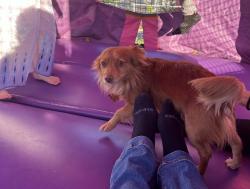 Lost Male Dog last seen E 16th street, National City, CA 91950