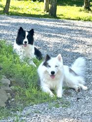 Reunited Male Dog last seen By Family Acres lane, Leechburg, PA 15656