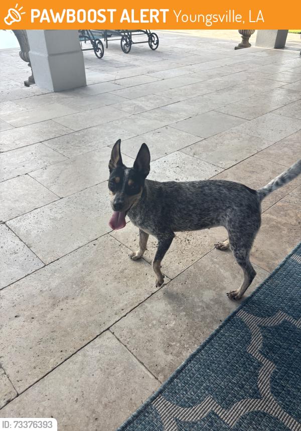 Found/Stray Female Dog last seen In my yard, my hse is by a 4 way stop, Youngsville, LA 70592
