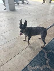 Found/Stray Female Dog last seen In my yard, my hse is by a 4 way stop, Youngsville, LA 70592