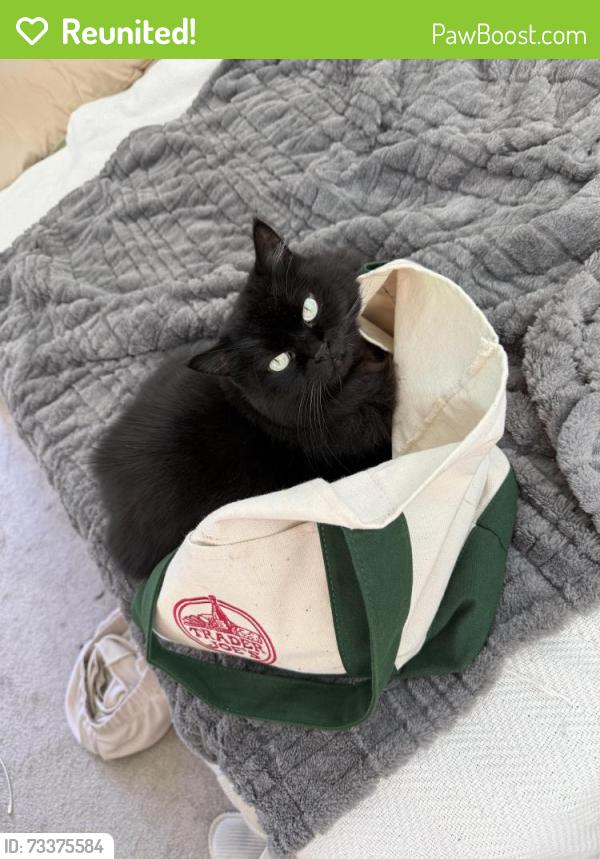 Reunited Female Cat last seen 30th st and cedar st, San Diego, CA 92102