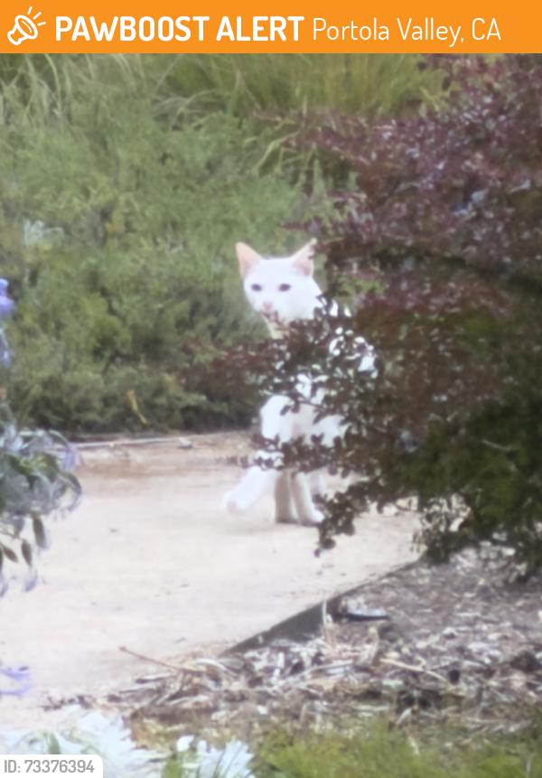 Found/Stray Unknown Cat last seen Escobar Rd. Portola Valley, Portola Valley, CA 94028