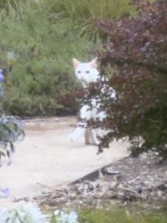 Found/Stray Unknown Cat last seen Escobar Rd. Portola Valley, Portola Valley, CA 94028