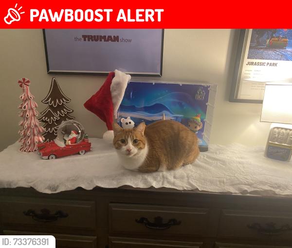 Lost Male Cat last seen Lake and lakeshore, St. Catharines, ON L2N 3A8