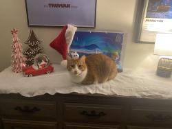 Lost Male Cat last seen Lake and lakeshore, St. Catharines, ON L2N 3A8