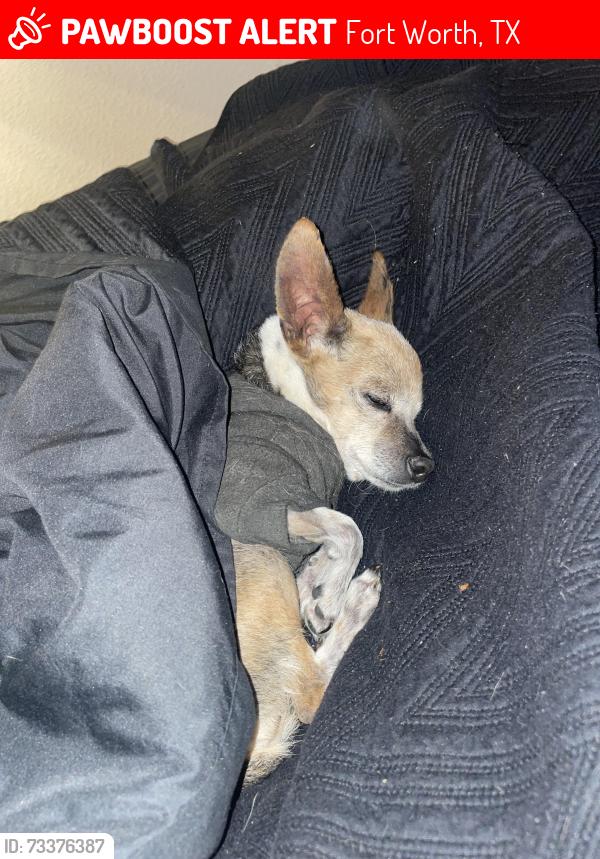 Lost Female Dog last seen Oakmont and Lomo alto Dr, Fort Worth, TX 76132