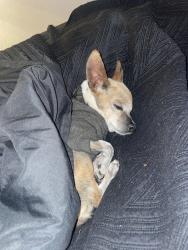 Lost Female Dog last seen Oakmont and Lomo alto Dr, Fort Worth, TX 76132
