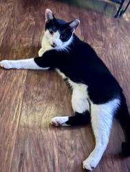 Lost Male Cat last seen Stop 11, Indianapolis, IN 46227