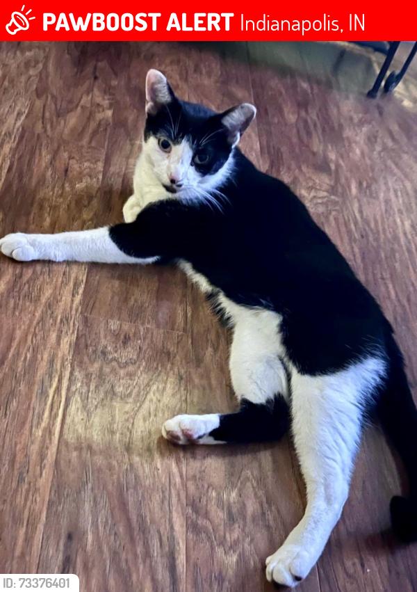 Lost Male Cat last seen Stop 11, Indianapolis, IN 46227