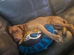 Reunited Male Dog last seen Near Gano Ave, Orange Park, FL 32073