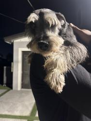 Lost Male Dog last seen AMC on 11865 SW 26th St Miami, FL 33175 United States, Miami, FL 33175