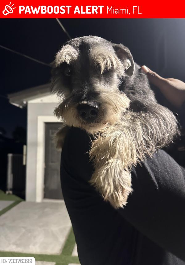 Lost Male Dog last seen AMC on 11865 SW 26th St Miami, FL 33175 United States, Miami, FL 33175