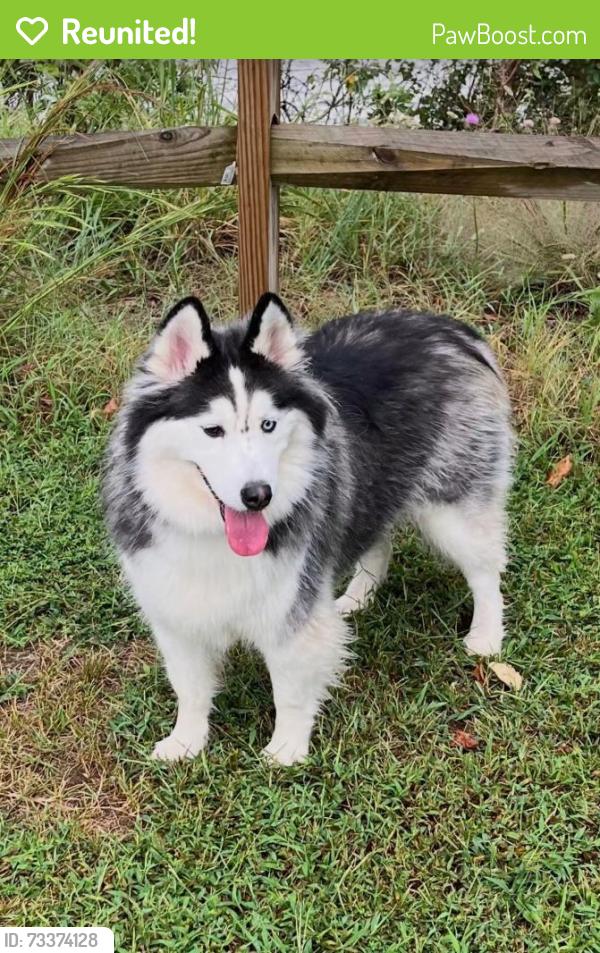 Reunited Female Dog last seen Camp Merrick, Nanjemoy, MD 20662