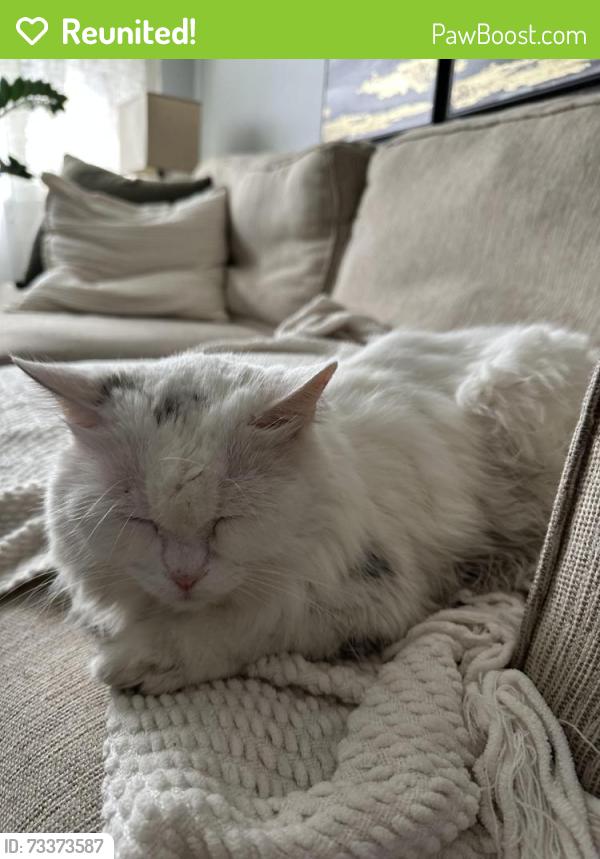 Reunited Male Cat last seen Shepherd Ave., Cambridge, ON N3C 1T9