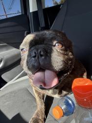 Reunited Male Dog last seen Near Beech Ave Fontana, CA 92335 United States, Fontana, CA 92335