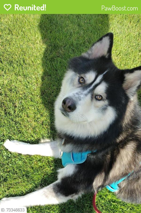 Reunited Male Dog last seen Green valley rd and cameron park dr, Cameron Park, CA 95682