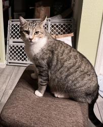 Lost Male Cat last seen Across from Hercules High in the grass field, Hercules, CA 94547