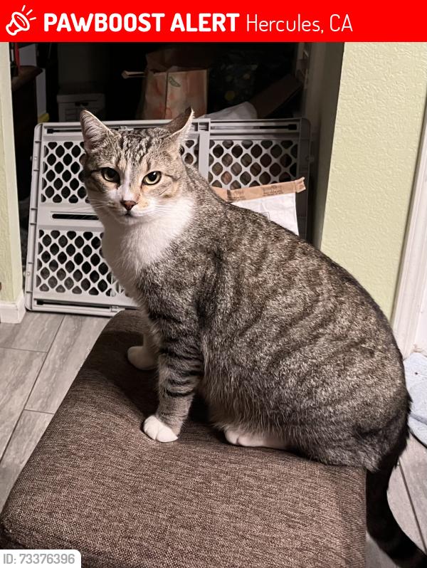 Lost Male Cat last seen Across from Hercules High in the grass field, Hercules, CA 94547