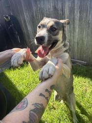Found/Stray Male Dog last seen John Marshall park, Anaheim, CA 92801
