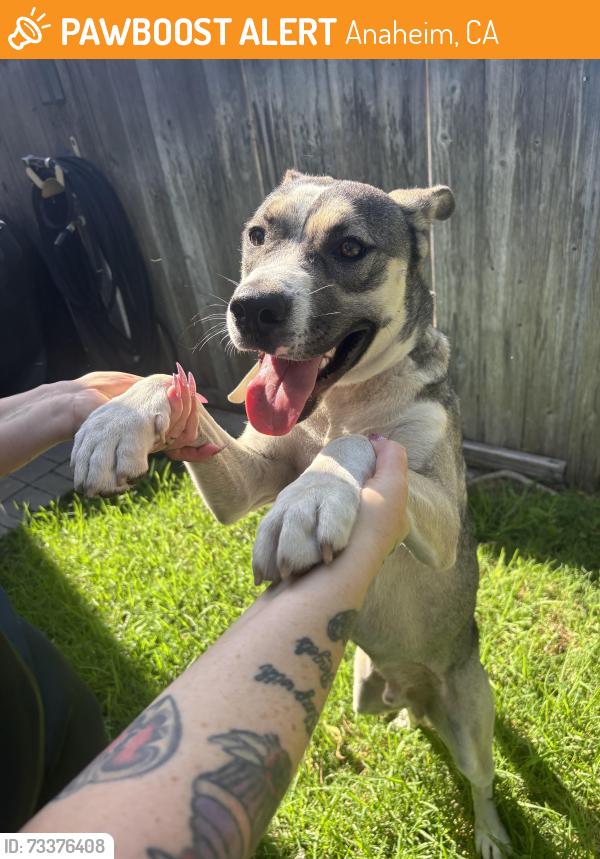 Found/Stray Male Dog last seen John Marshall park, Anaheim, CA 92801
