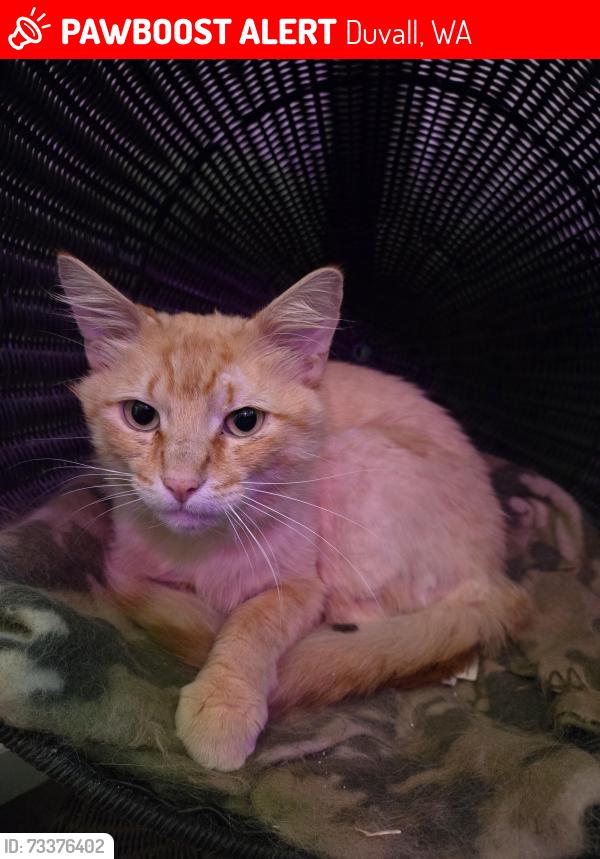 Lost Male Cat last seen NE big rock road and NE 140th st, Duvall, WA 98019