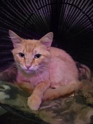 Reunited Male Cat last seen NE big rock road and NE 140th st, Duvall, WA 98019