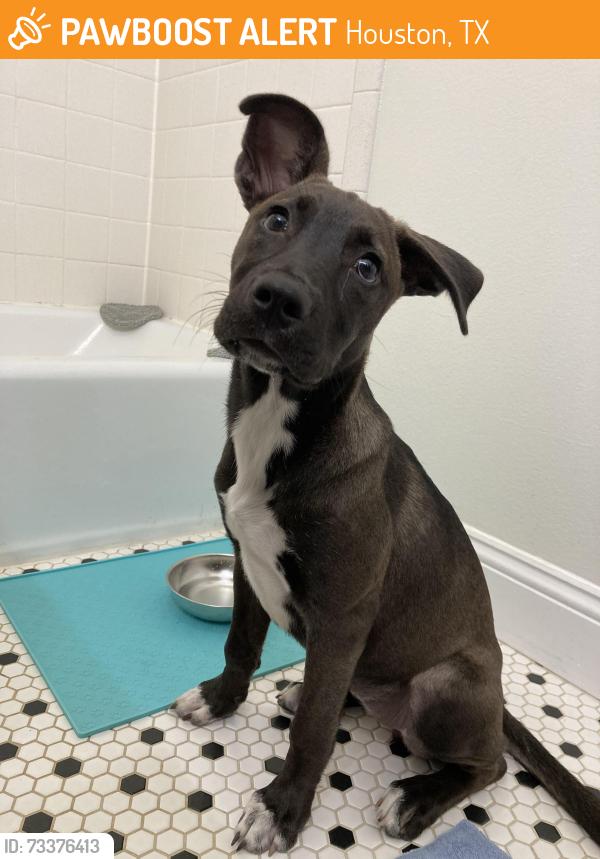 Found/Stray Female Dog last seen Aldi Beechnut and Bissonet, Houston, TX 77074