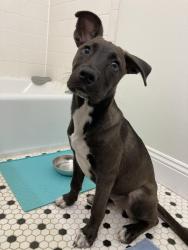 Found/Stray Female Dog last seen Aldi Beechnut and Bissonet, Houston, TX 77074