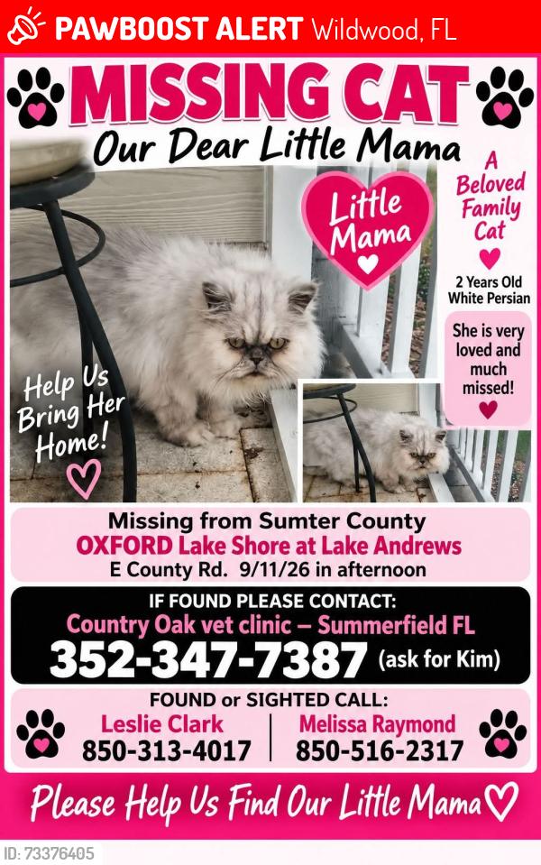 Lost Female Cat last seen Lakeshore at Lake Andrews, Wildwood, FL 34484