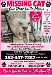 Lost Female Cat last seen Lakeshore at Lake Andrews, Wildwood, FL 34484
