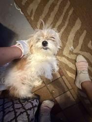 Lost Female Dog last seen The Walmart nearby peter piper, Laredo, TX 78046