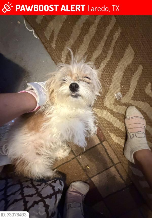 Lost Female Dog last seen The Walmart nearby peter piper, Laredo, TX 78046