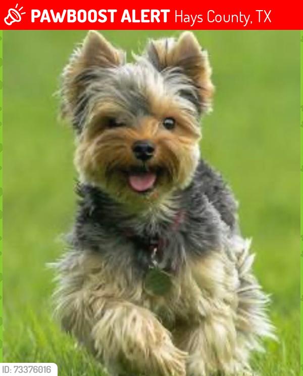 Lost Female Dog last seen The Willow bar in Wimberley TX, Hays County, TX 78676