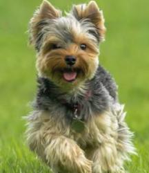 Lost Female Dog last seen The Willow bar in Wimberley TX, Hays County, TX 78676