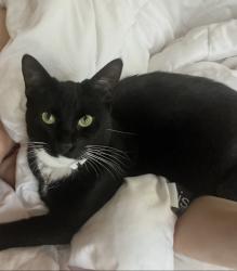 Lost Female Cat last seen Chilpacingo and Contra Costa Blvd, Pleasant Hill, CA 94523