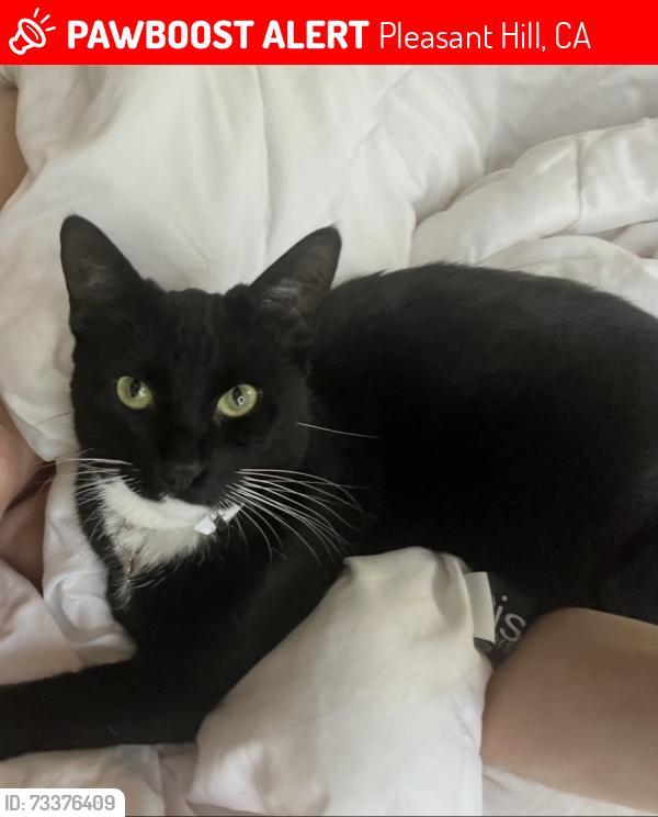Lost Female Cat last seen Chilpacingo and Contra Costa Blvd, Pleasant Hill, CA 94523