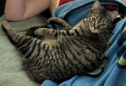 Lost Male Cat last seen Taper Reach, Chatfield Manor area, Harris County, TX 77377