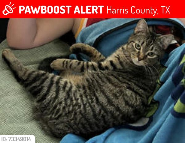 Lost Male Cat last seen Taper Reach, Chatfield Manor area, Harris County, TX 77377