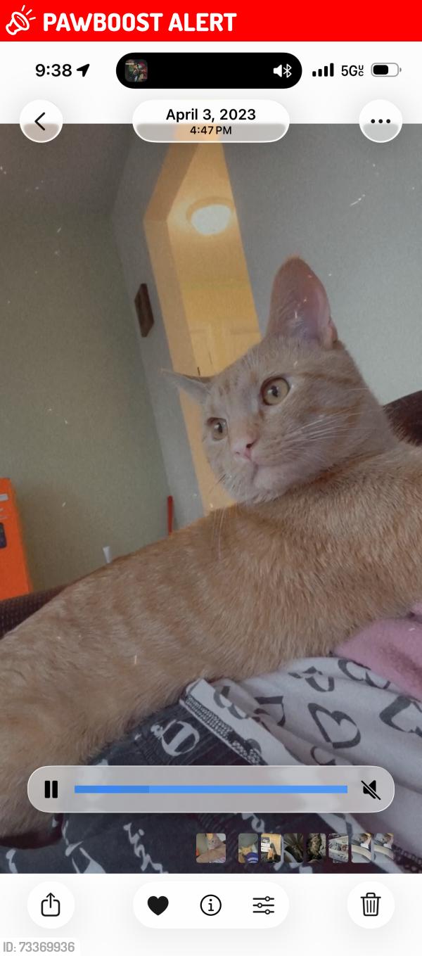 Lost Male Cat last seen 7 mile inkster rd, Redford Township, MI 48240