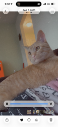 Lost Male Cat last seen 7 mile inkster rd, Redford Township, MI 48240
