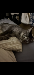 Reunited Male Cat last seen Adams and 54th, San Diego, CA 92115