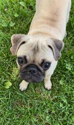 Lost Female Dog last seen W 12th st, Merced, CA 95341